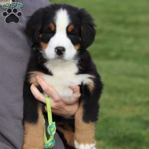 Oliver, Bernese Mountain Dog Puppy